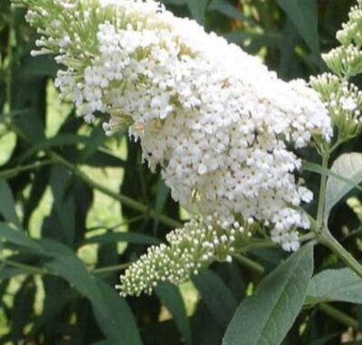Buddleia davidii 'White Profusion'