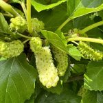 GELSO BIANCO Morus alba Frutto