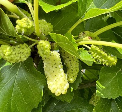 GELSO BIANCO Morus alba Frutto