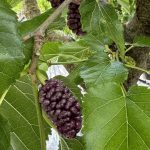 GELSO ROSA Morus alba Frutto