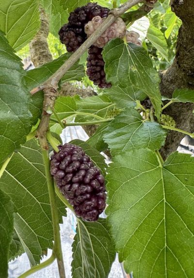 GELSO ROSA Morus alba Frutto