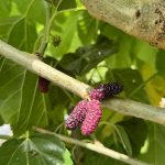GELSO ROSSO Morus alba - Frutto