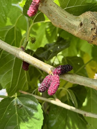 GELSO ROSSO Morus alba - Frutto