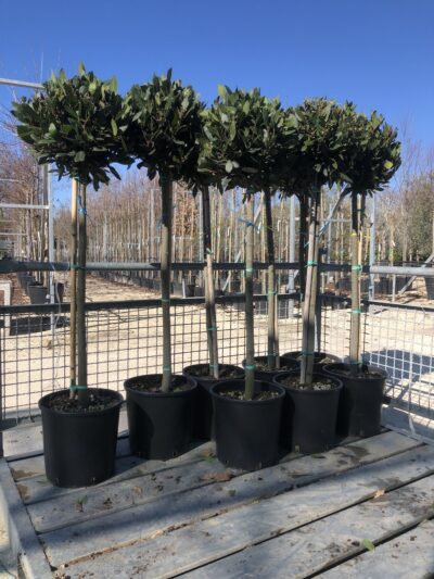 Laurus nobilis ALLORO MF CT10-12