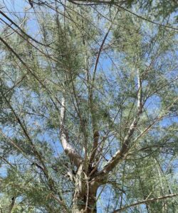Particolare Tamarix africana TAMERICE AFRICANA