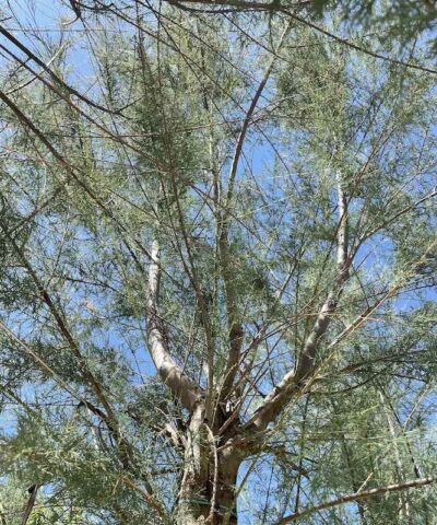 Particolare Tamarix africana TAMERICE AFRICANA