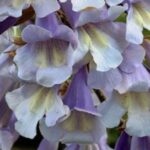 Paulownia fortunei 'Fast Blue'