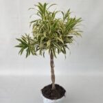 Pleomele reflexa 'Song of India'
