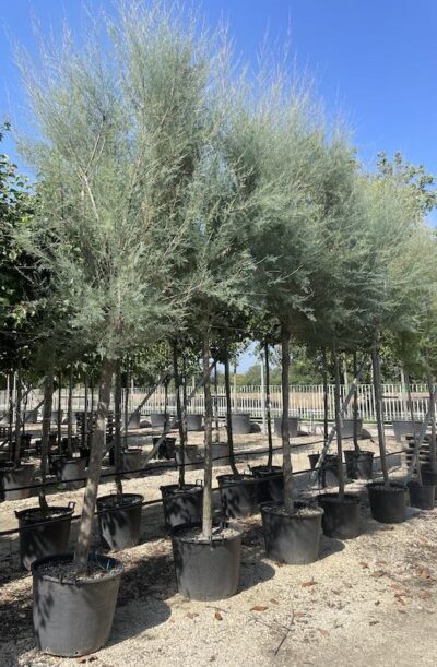 Tamarix africana TAMERICE AFRICANA
