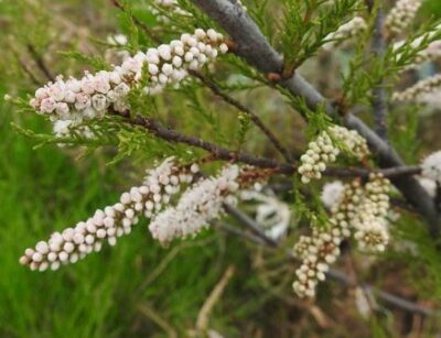 Tamarix africana - fiori