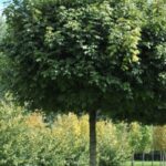 Acer campestre 'Compactum' 