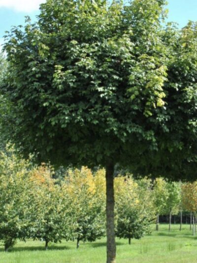 Acer campestre 'Compactum'