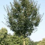 Acer campestre 'Elsrijk'