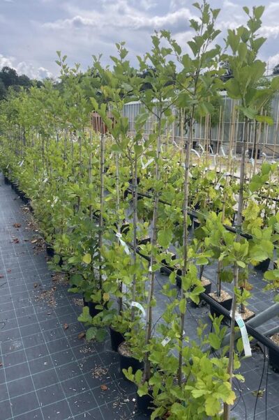 Alnus glutinosa ONTANO NERO CL3