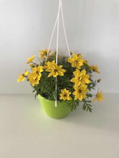 Bidens ferulifolia
