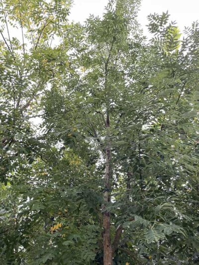 Dettaglio Sophora japonica 'Regent' SOFORA - Vivai Frappetta