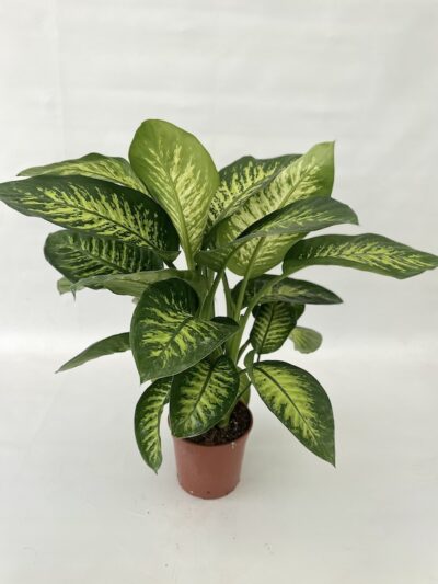 Dieffenbachia 'Tropic White' Vaso 20cm