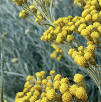 Fiori di Helichrysum italicum