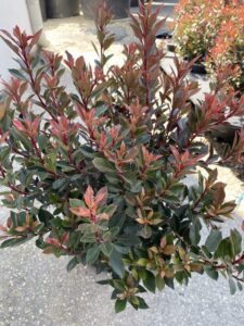 Foglie di Photinia x fraseri 'Chico'