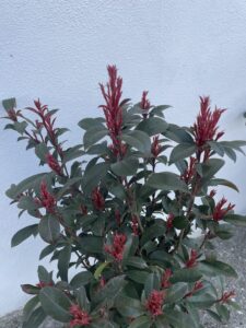 Foglie di Photinia x fraseri 'Compacta'