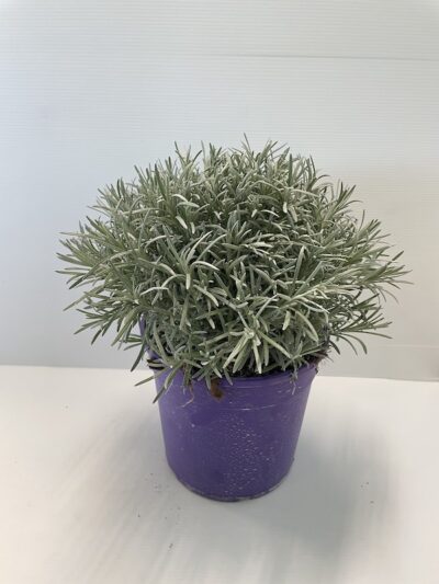 Helichrysum italicum