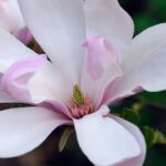 Magnolia Pinkie