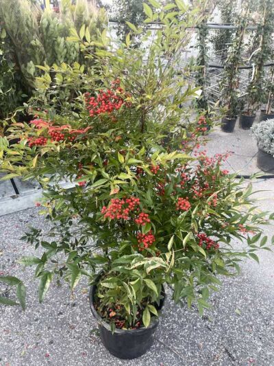 Nandina domestica CL18