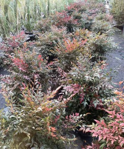 Nandina domestica 'Obsessed' CL18