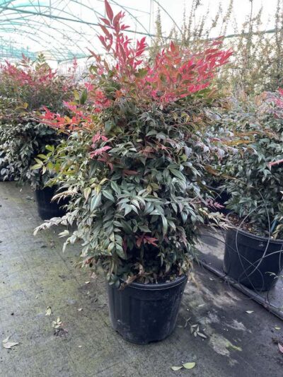 Nandina domestica 'Obsessed' CL18 Vivai Frappetta