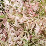 Nandina domestica 'Twilight'