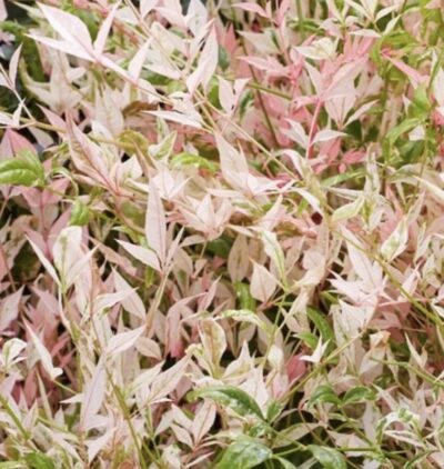 Nandina domestica 'Twilight'