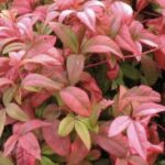 Nandina domestica ‘Fire Power’