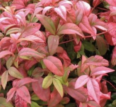 Nandina domestica ‘Fire Power’