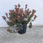 Photinia x fraseri 'Chico'