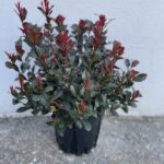 Photinia x fraseri 'Little Red Robin'