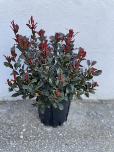 Photinia x fraseri 'Little Red Robin'