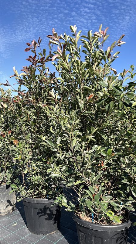 Photinia x Fraseri Robusta Compacta - Piante Vere da Esterno - Kentis