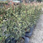 Photinia x fraseri 'Pink Marble' FOTINIA VARIEGATA - Vivai Frappetta