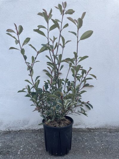 Photinia x fraseri 'Pink Marble®'