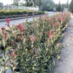 Photinia x fraseri ‘Compacta’ FOTINIA COMPATTA