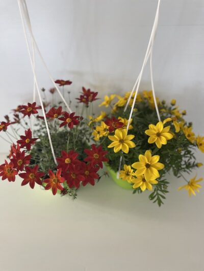 Piante di Bidens ferulifolia