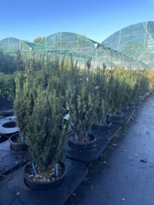 Piante di Taxus x media 'Hillii' TASSO - Vivai Frappetta