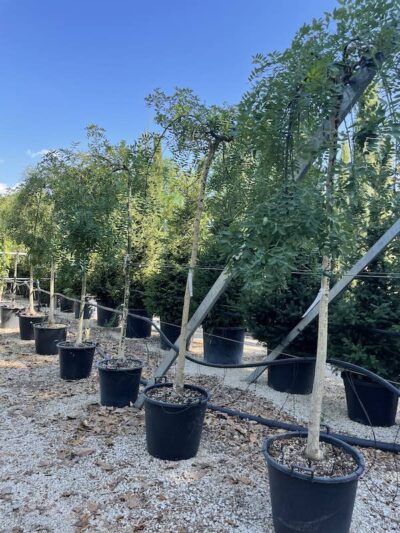Sophora japonica 'Pendula' CT10-12