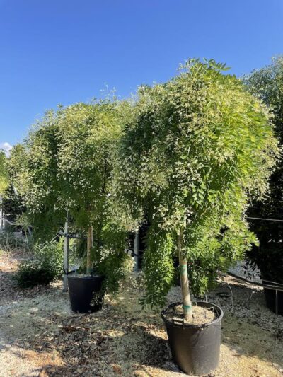 Sophora japonica 'Pendula' CT14-16
