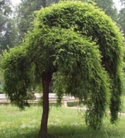 Sophora japonica 'Pendula' SOFORA PIANGENTE