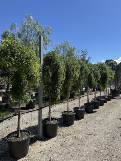 Sophora japonica 'Pendula' SOFORA PIANGENTE Vivai Frappetta