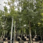Sophora japonica 'Regent' SOFORA - Vivai Frappetta