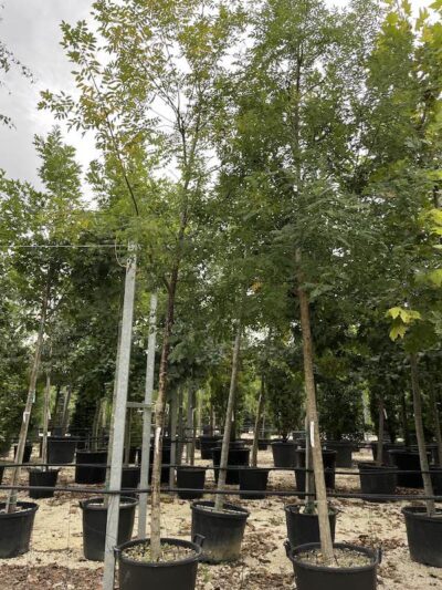 Sophora japonica 'Regent' SOFORA - Vivai Frappetta