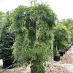 Sophora japonica ‘Pendula’ SOFORA PIANGENTE - Vivai Frappetta