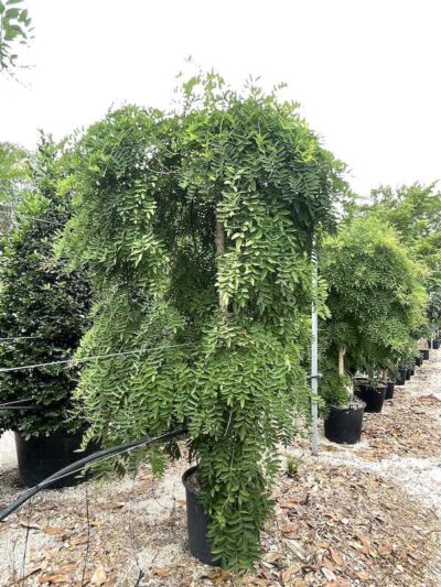 Sophora japonica ‘Pendula’ SOFORA PIANGENTE - Vivai Frappetta